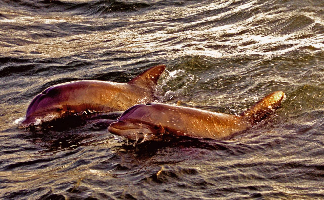 sunset dolphin cruise near me